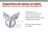 Открывается в мочеиспускательный канал щелевидным отверстием на верхушке семенного бугорка; Остаток мюллеровых протоков. Предстательная железа (prostata) Мужская маточка (utriculus prostaticus)