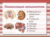 Локализация гельминтов: Желудочно-кишечный тракт Головной мозг Сердце Легкие Печень Почки