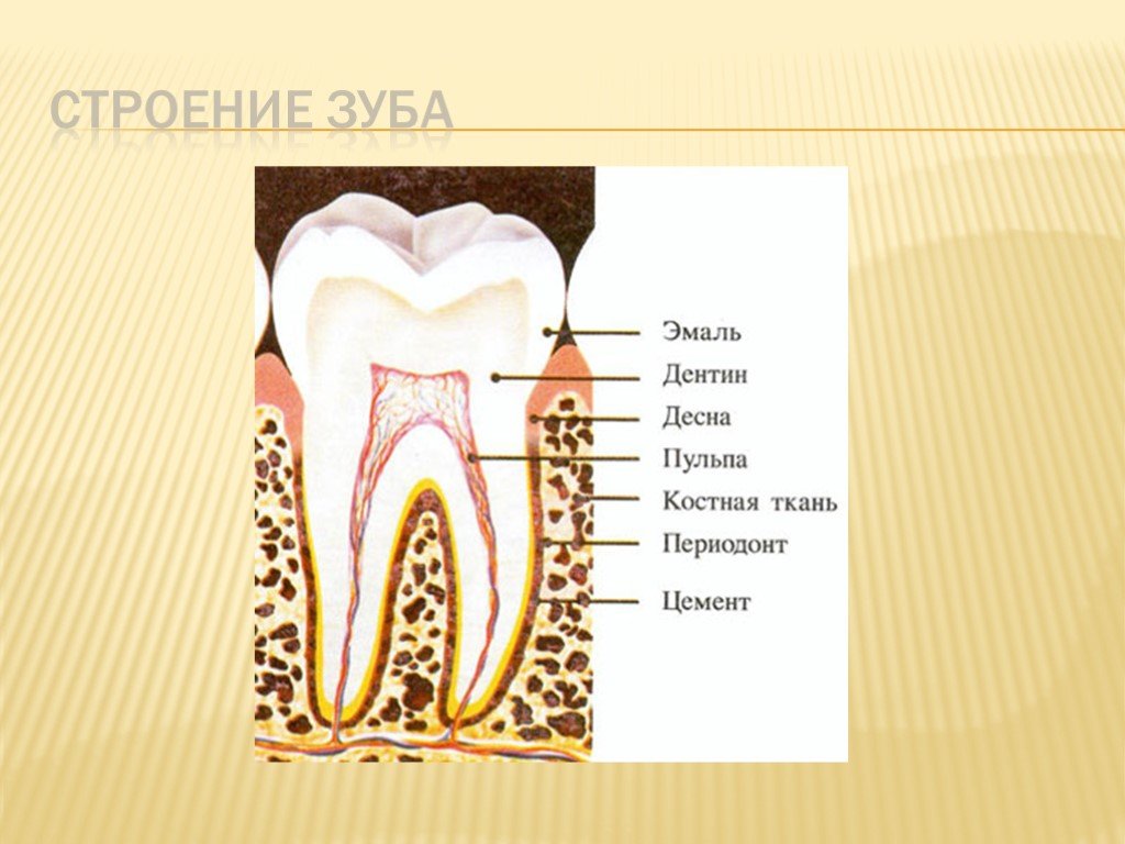 В чем особенность строения дентина какую. Твердые и мягкие ткани зуба гистология. Твердые ткани зуба гистология. Строение зуба.