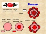 Розан. Стилизованный цветок розы, шиповника, яблони. Основа цветка- большой круг. Седцевина – маленький круг. Лепестки - дужки Оживка