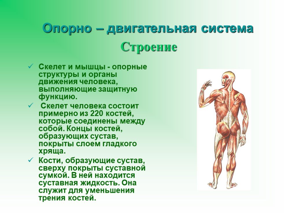 Двигательная структура. Опорно - двигательная система человека строение органы и функции. Строение скелета и мышц организма человека. Опорно двигательная система мышцы строение и функции. Скелетные мышцы опорно-двигательного аппарата.