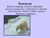Питание. Белый медведь активно добывает крупных животных. Главная его жертва – арктические тюлени, нерпы, моржи, белухи и нарвалы.