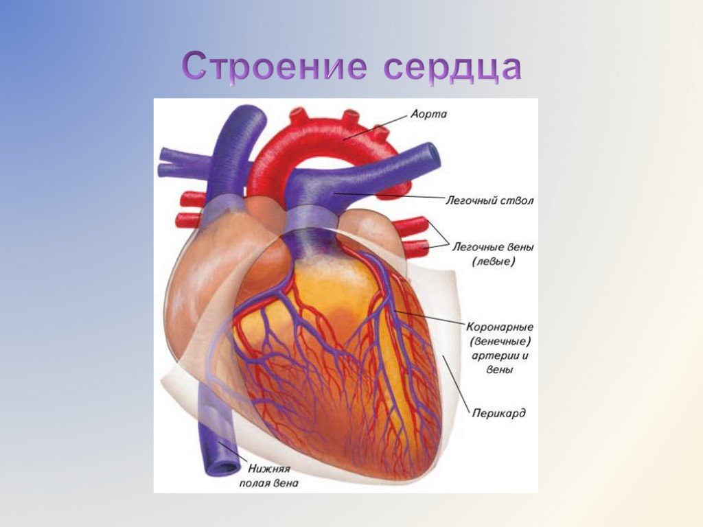 Кровообращение сердца 8 класс. Строение сердца. Строение сердца человека. Строение и работа сердца. Сердце человека анатомия кровообращение.