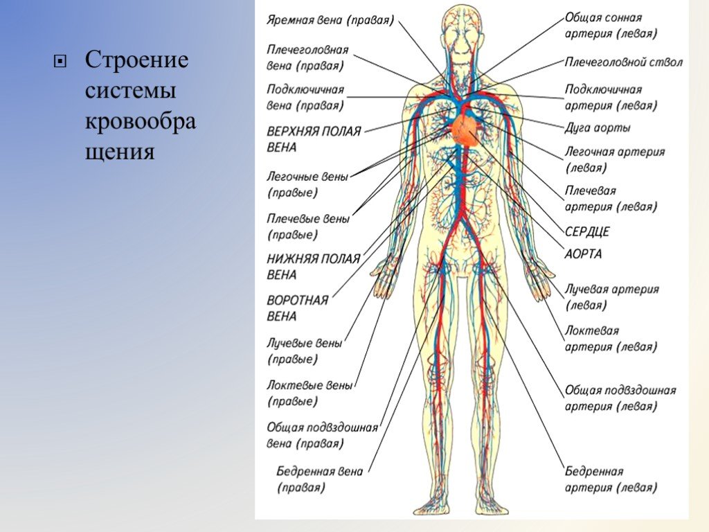 Вены и артерии схема. Схема строения венозной системы человека. Венозная и артериальная система человека схема. Вена анатомия строение. Вены и артерии человека анатомия.