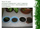 Через 20 дней растения в вазонах № 1 и № 3 подросли, в вазонах № 2 и № 4 ( без полива) ростки отсутствовали.