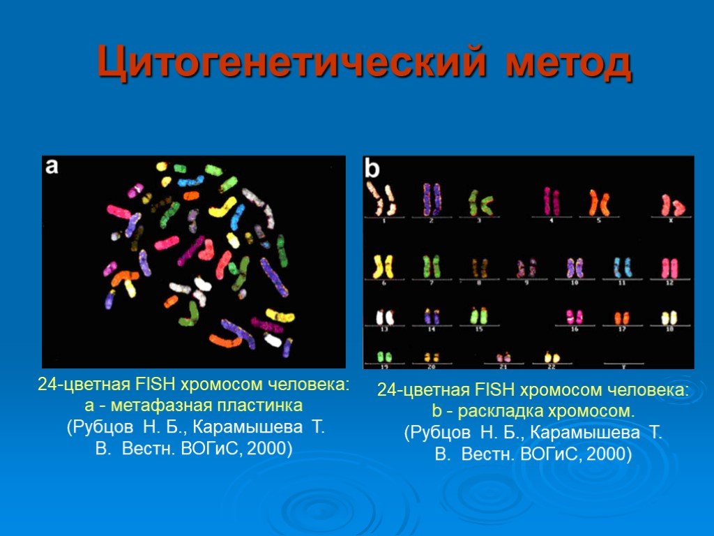 Цитогенетический метод картинки