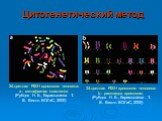 24-цветная FISH хромосом человека: a - метафазная пластинка (Рубцов Н. Б., Карамышева Т. В. Вестн. ВОГиС, 2000). 24-цветная FISH хромосом человека: b - pаскладка хромосом. (Рубцов Н. Б., Карамышева Т. В. Вестн. ВОГиС, 2000)