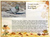 Сизый голубь Көк кептер Rock Pigeon. Общеизвестная птица. Исходная, "дикая" окраска сизая, с фиолетовым, медно-красным и зеленым отливом на шее. Отличается от клинтуха белой поясницей, светлым, почти белым исподом крыла, сверху на крыле две сплошные черные полосы. От вяхиря отличается теми