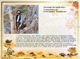 Большой пестрый дятел Үлкен тоқылдақ Great Spotted Woodpecker. Размером с дрозда. Верх головы и шеи, спинная сторона и подхвостье иссиня-черные, плечи, щеки, бока шеи белые, брюхо грязно-белое, подхвостье светло-красное. Маховые перья черные с белыми пятнами, образующими на черном фоне сложенного кр