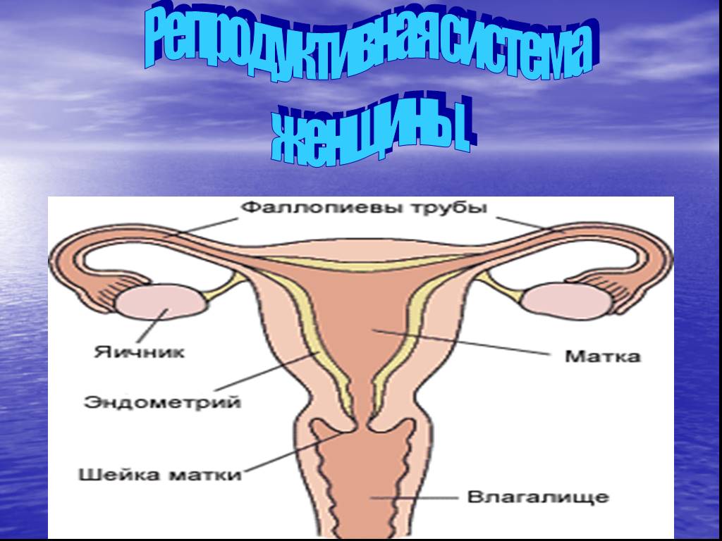 Репродуктивная система женщин картинки