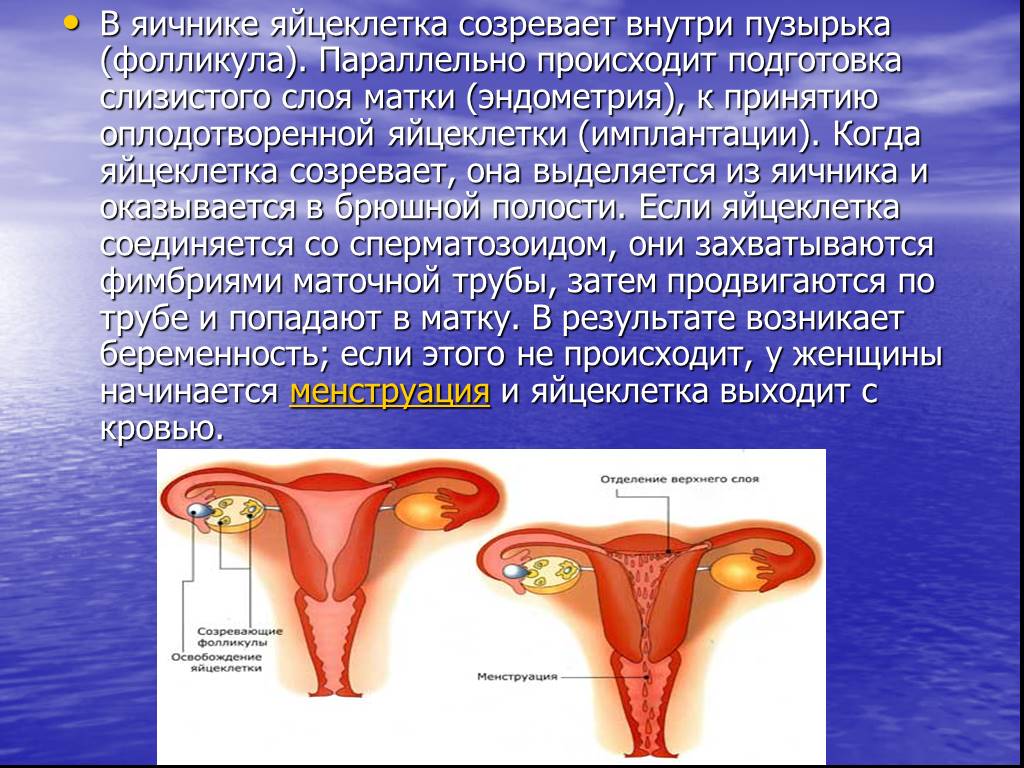 После соединение. Менструация яйцеклетка. Движение яйцеклетки из яичника в матку. Яйцеклетка созревает в.