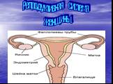 Репродуктивная система женщины.