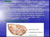 Яичники представляют собой эндокринные железы, расположенные в брюшной полости ниже пупка. В них образуются яйцеклетки, готовые к оплодотворению, и гормоны эстроген и прогестерон, которые определяют развитие женских половых признаков и характер менструации. При рождении все яйцеклетки (около 400 тыс