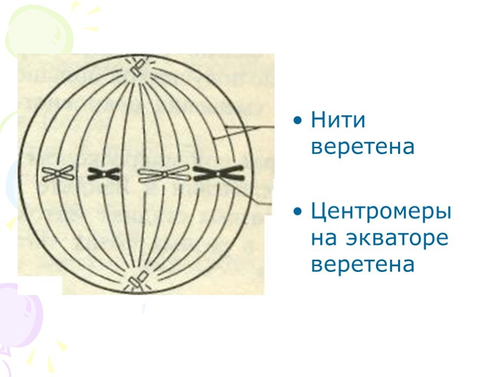 Нити веретена. Веретено с нитью. Нити акрохроматиного веретена. Центромеры клетки. Полярные тела веретена.