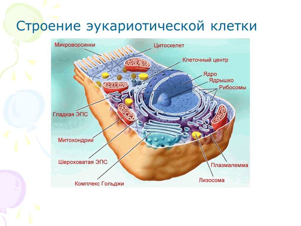 В состав эукариотической клетки входят. Комбинированная схема строения эукариотической клетки. Строение эукариотических клеток схема. Эукариотическая клетка строение схема. Строение клетки эукариот.