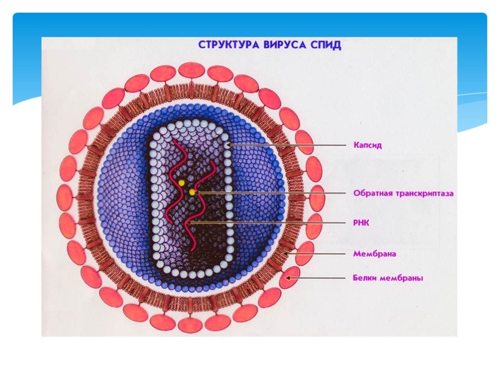 Биология 8 вирусы. Структура вируса СПИД. Макет вируса ВИЧ. Строение вируса ВИЧ И СПИД. Строение клетки вируса СПИДА.