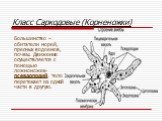 Класс Саркодовые (Корненожки). Большинство – обитатели морей, пресных водоемов, почвы. Движение осуществляется с помощью ложноножек-псевдоподий, тело перетекает из одной части в другую.