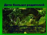 Дети больше родителей. У гвинейской лягушки псеудис, длина головастика достигает 250 мм, а взрослой особи – лишь 69 мм.