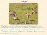 Кенгуру. В Австралии и на соседних островах водятся своеобразные животные – кенгуру. Их много видов. Одни живут на равнине, другие в лесах, третьи в горах. Наибольшей известностью пользуется исполинский кенгуру. Сидит этот гигант на задних ногах, опираясь на хвост.