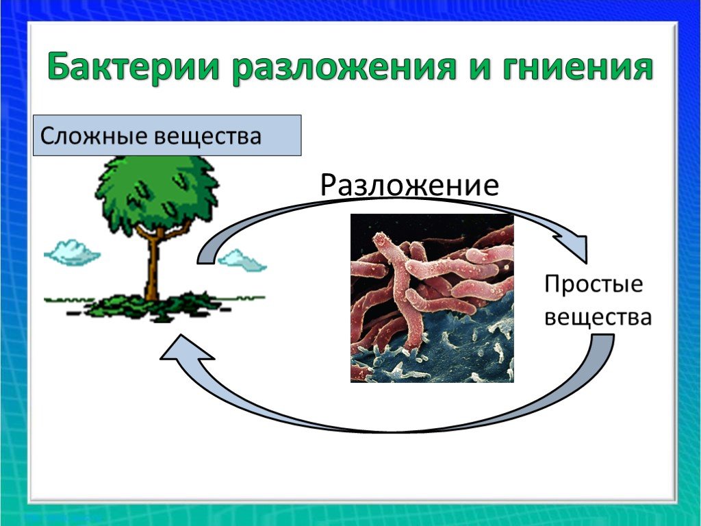 Роль бактерий гниения в природе. Бактерии гниения. Бактерии разложения. Разложение микроорганизмов. Бактерии разложения и гниения картинки.