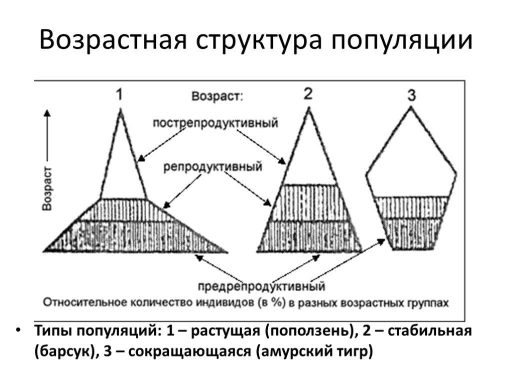 Возрастная структура популяции зависит первую очередь от. Возрастная пирамида популяции. Возрастная структура популяции структура. Возрастная пирамида растущей популяции. Типы половозрастной структуры популяции.