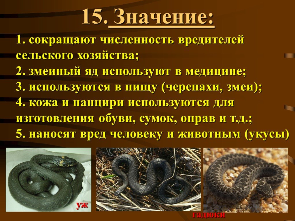 Важность сохранения в природе рептилий на примерах. Пресмыкающиеся численность. Значение змеи в природе. Значение ящериц в природе. Роль пресмыкающихся в природе.