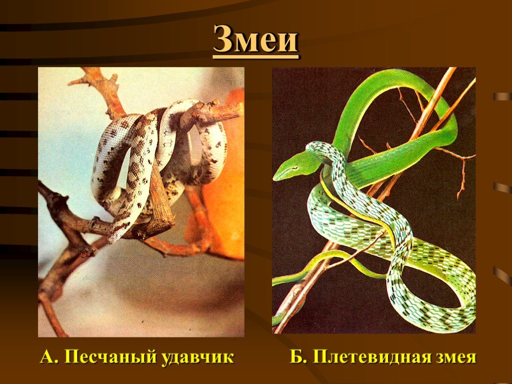 Змеи биология 7 класс. Плетевидная змея. Прогрессивные черты пресмыкающихся. Лернейская плетевидная змея. Плетевидные змеи содержание.