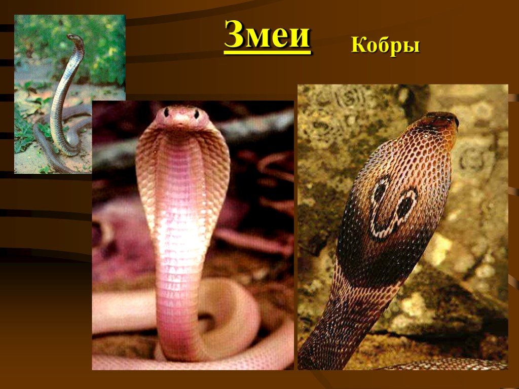 Змея относится к группе. Сообщение о Кобре. Змея к какому классу животных относится. Презентация про кобру 3 класс. Кобра кратко.