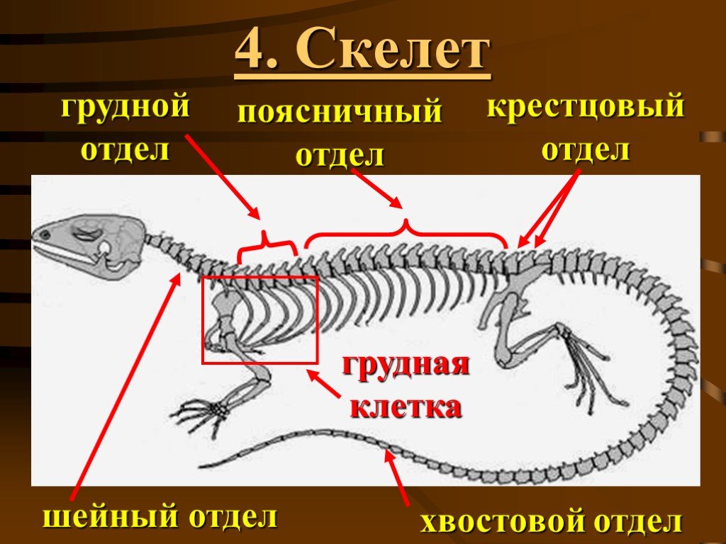 Класс рептилии скелет. Скелет ящерицы поясничный отдел. Скелет рептилий. Скелет грудной клетки ящерицы. Пресмыкающиеся строение скелета.