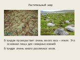 Растительный мир. В тундре произрастает очень много мха – ягеля. Это основная пища для северных оленей. В тундре очень много различных мхов.