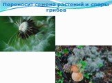 Переносит семена растений и споры грибов