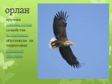 орлан. крупная хищная птица семейства ястребиных, обитающая на территории Северной Америки.