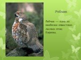 Рябчик. Рябчик — одна из наиболее известных лесных птиц Европы.