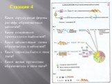 Какие структурные формы рельефа образовались в кайнозое? Какие оледенения происходили в кайнозое? Какие сейсмические пояса образовались в кайнозое? Какие периоды были в этом этапе? Какие живые организмы образовались в этом этапе? Станция 4