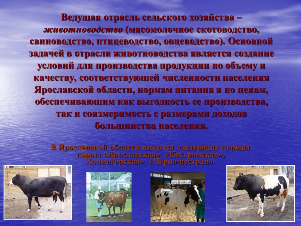 Для центральной россии характерно скотоводство. Отрасли животноводства отрасли животноводства. Ведущие отрасли сельского хозяйства. Рассказ о животноводстве. Сообщение о животноводстве.