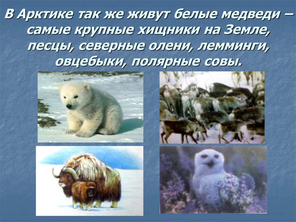 Как приспособились к жизни медведи. Животные холодных районов. Животные в мире холодных районов. В Арктике живут белые медведи лемминги. Животные северных районов земли.