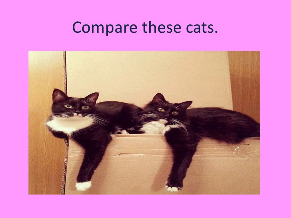 Compare Cats. These your cats