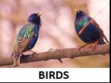 BIRDS