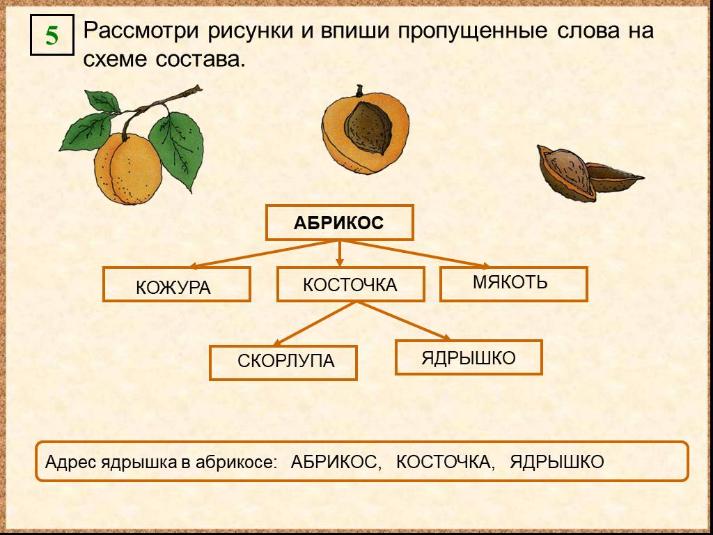 Косточка найти слова. Схема состава. Схема состава Информатика. Схематическое изображение абрикоса. Схема состав объекта дерево.