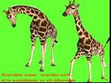 Жирафке лучше: жирафу-мать есть жирафёнку за что обнимать.