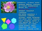 Симметричны не только листья деревьев, бабочки, снежинки, но и многие геометрические фигуры. Все правильные многоугольники обладают поворотной симметрией. Для цветов характерна и поворотная симметрия, например: цветок шиповника. Этот цветок можно повернуть вокруг некоторой прямой на угол, равный 360
