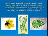 Ярко выраженной осевой симметрией обладают листья, ветви, цветы, плоды. Зеркальная симметрия характерна для листьев, но встречается и у цветов.
