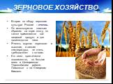 Вторая по сбору зерновая культура России – ячмень. Он используется главным образом на корм скоту, но также применяется как пищевой продукт и для производства пива. Ячмень хорошо переносит и высокие, и низкие температуры, не очень требователен к почвам. Его сеют практически повсеместно, но больше все