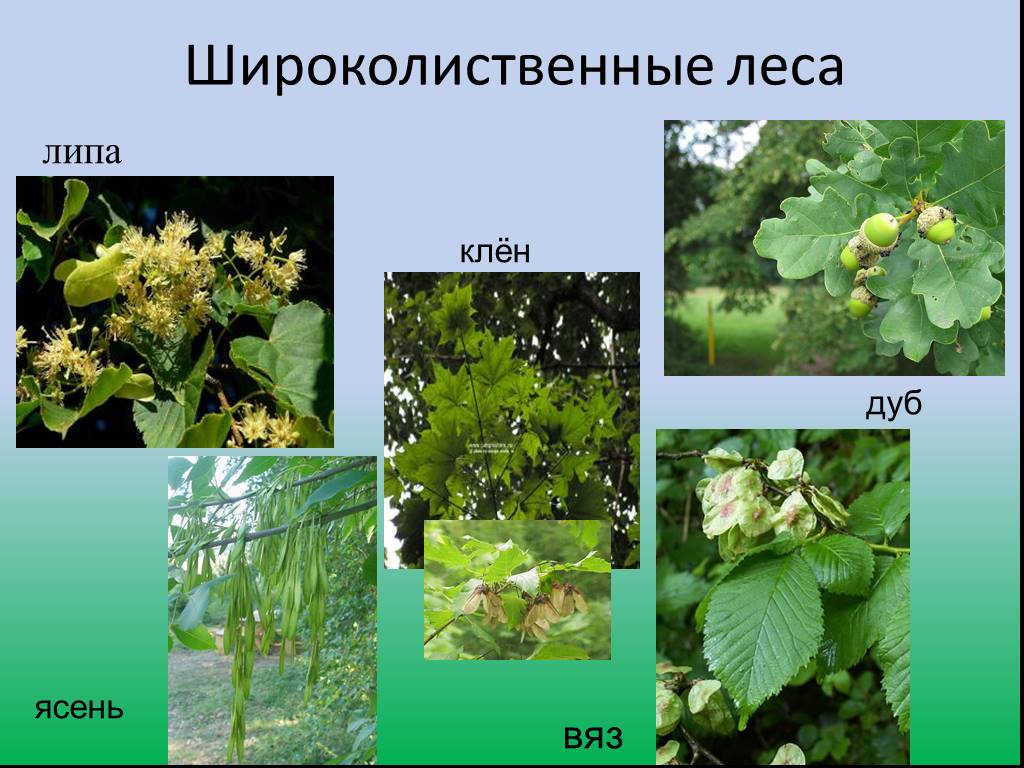 Смешанные растения примеры