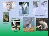 песец полярная сова белая куропатка лемминг северный олень волк кречет
