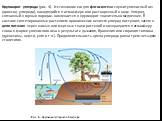 Круговорот углерода (рис. 4). Источником его для фотосинтеза служит углекислый газ (диоксид углерода), находящийся в атмосфере или растворенный в воде. Углерод, связанный в горных породах, вовлекается в круговорот значительно медленнее. В составе синтезированных растением органических веществ углеро
