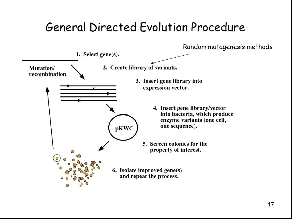 Evolution process. Directed Evolution. Evolution of site-directed mutagenesis methods. Q5 site directed mutagenesis Kit. Метод генезис