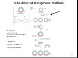 Site-directed mutagenesis methods. Old method -> used before oligonucleotide –directed mutagenesis Limitations: -> just C-> T mutations -> randomly mutated