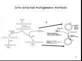 Directed Mutagenesis and Protein Engineering Слайд: 12