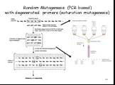 Random Mutagenesis (PCR based) with degenerated primers (saturation mutagenesis)
